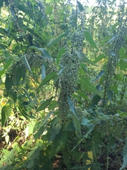 Urtica dioica
