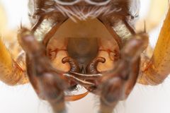 Tylogonus parabolicus