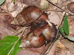 Lissachatina fulica