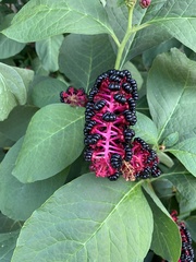 Phytolacca acinosa