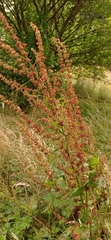 Rumex