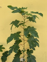 Acer pseudoplatanus