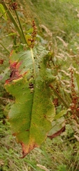 Rumex