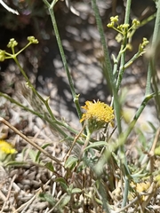 Asteraceae