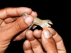 Anolis planiceps