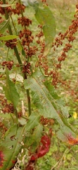 Rumex