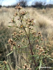 Baccharis neaei