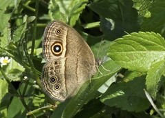 Brakefieldia perspicua