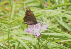 Erebia ligea