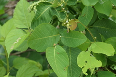 Dendrolobium umbellatum