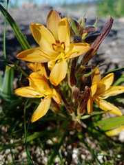 Wachendorfia multiflora