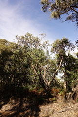 Eucalyptus cephalocarpa
