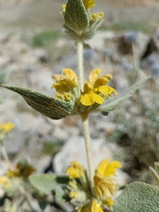 Phlomis