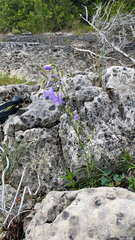 Campanula sibirica