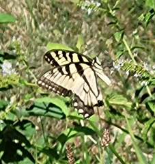Papilio glaucus