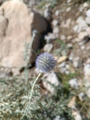 Echinops