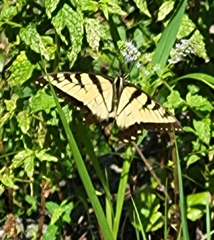 Papilio glaucus