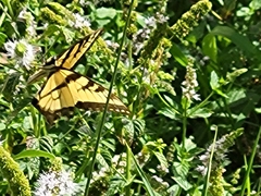 Papilio glaucus