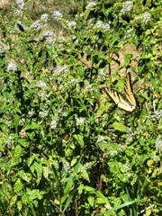 Papilio glaucus