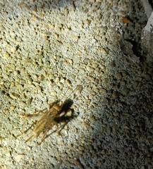 Hapithus saltator