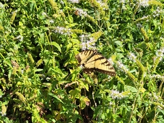 Papilio glaucus