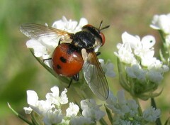 Gymnosoma fuliginosum