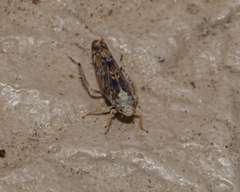 Scaphoideus opalinus