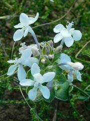 Lapeirousia pyramidalis