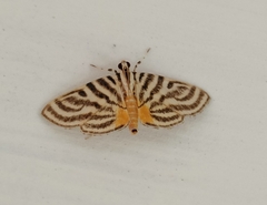 Dichocrocis rigidalis