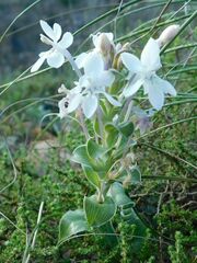 Lapeirousia pyramidalis