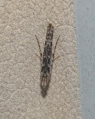 Batrachedra praeangusta