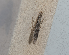 Batrachedra praeangusta