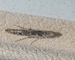 Batrachedra praeangusta