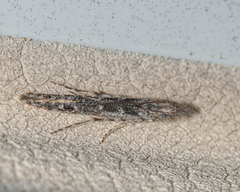 Batrachedra praeangusta