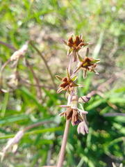 Tulbaghia capensis