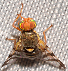 Rhagoletis cingulata