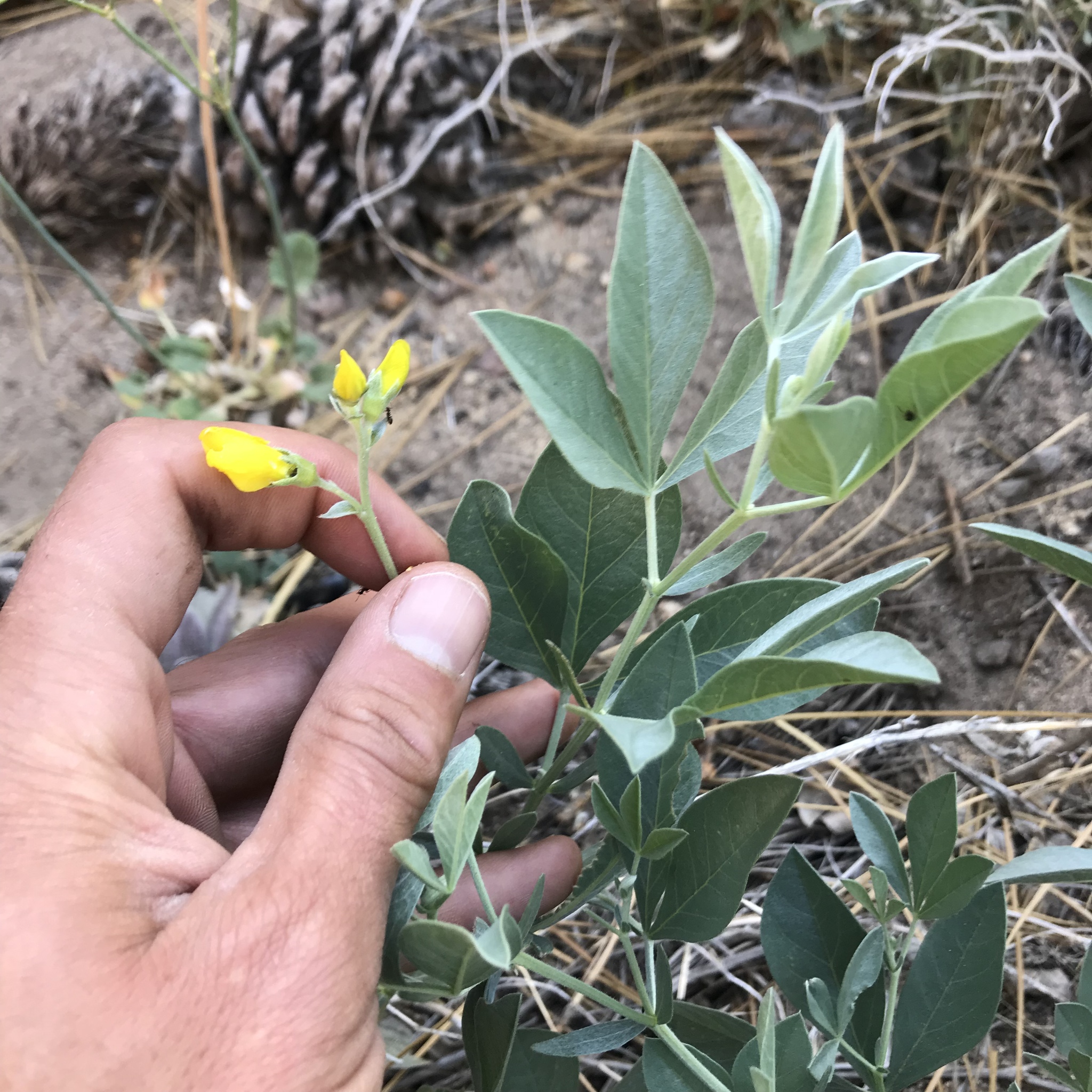Thermopsis californica var. argentata