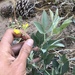 Thermopsis californica argentata - Photo (c) Christian Schwarz, algunos derechos reservados (CC BY-NC), subido por Christian Schwarz