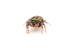 Cylistella