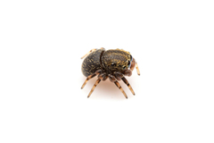 Cylistella