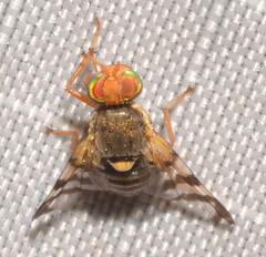 Rhagoletis cingulata