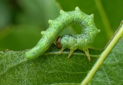 Euura caeruleocarpus