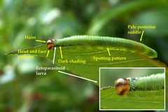 Euura caeruleocarpus