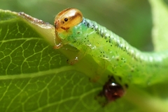 Euura caeruleocarpus