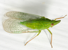 Rhynchomitra microrhina