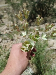 Euphorbia