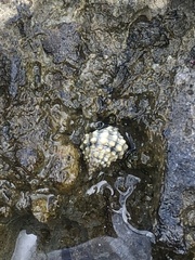 Image of Echinolittorina tuberculata