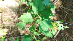 Torminalis glaberrima