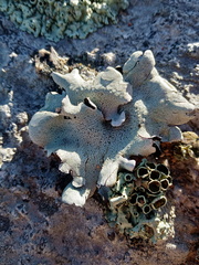 Xanthoparmelia hottentotta