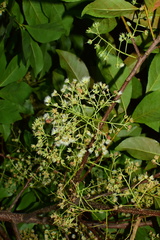 Elaeocarpus glabripetalus